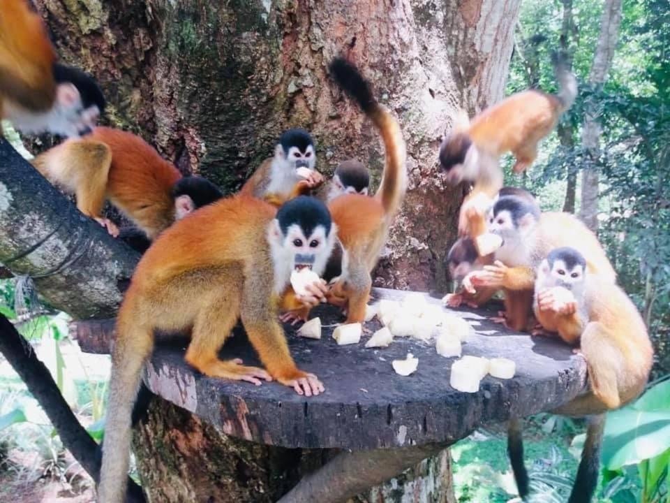 La Purruja Lodge ゴルフィト エクステリア 写真