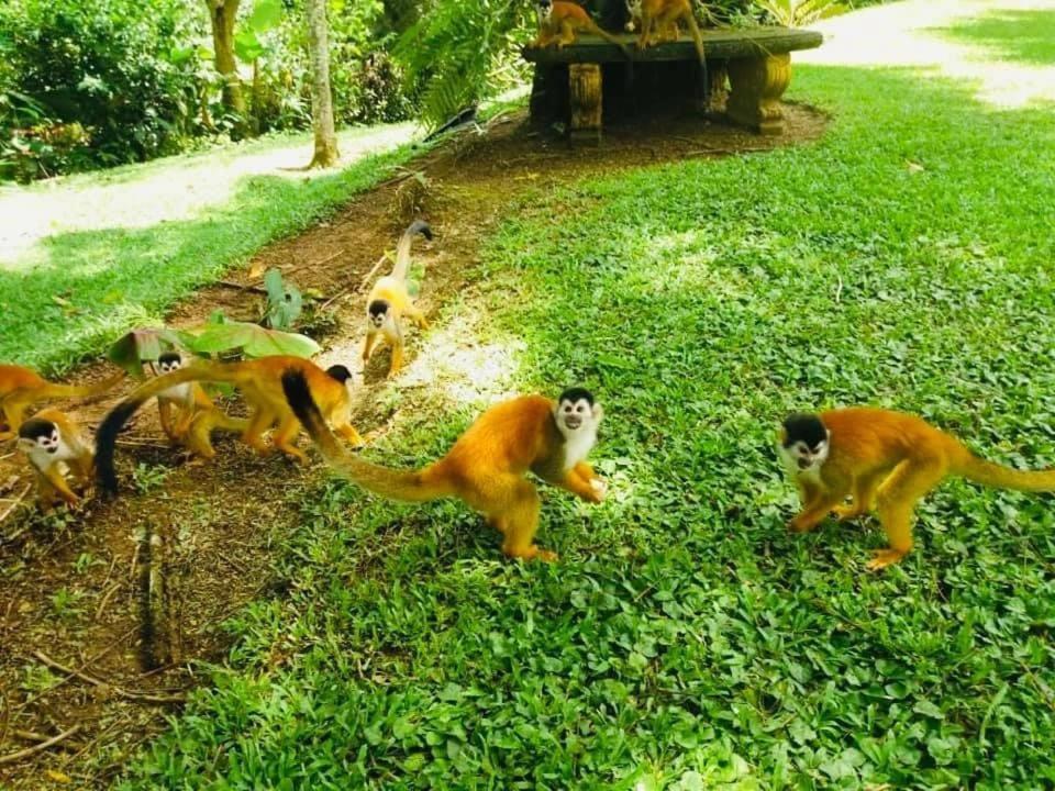 La Purruja Lodge ゴルフィト エクステリア 写真