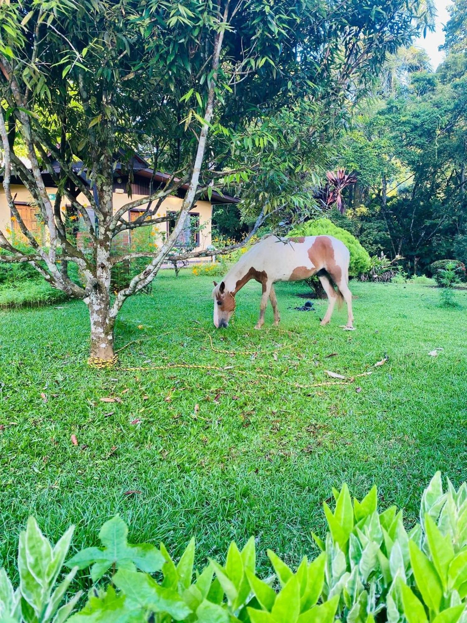 La Purruja Lodge ゴルフィト エクステリア 写真